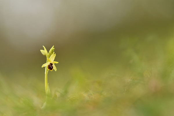 Kleine Spinnenragwurz