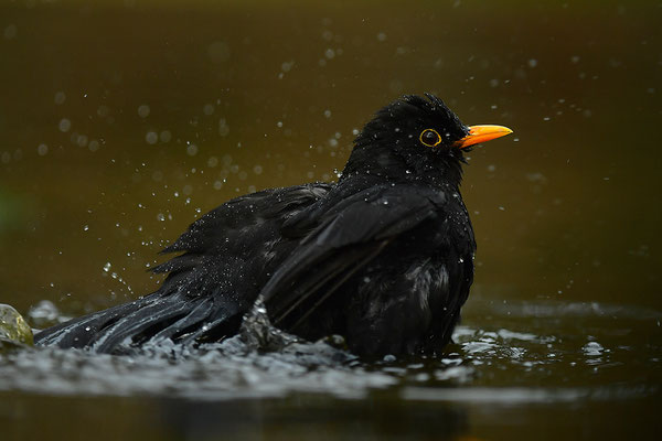Amsel Männchen beim Baden