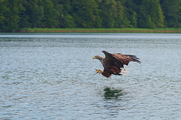 Seeadler beim Fischfang