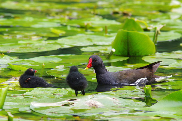 Teichralle mit Jungvogel