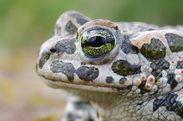 Wechselkröte Kopfportrait