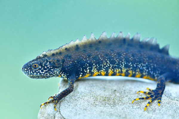 Kammmolch Männchen