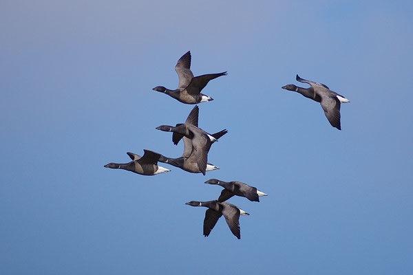 Ringelgans im Flug