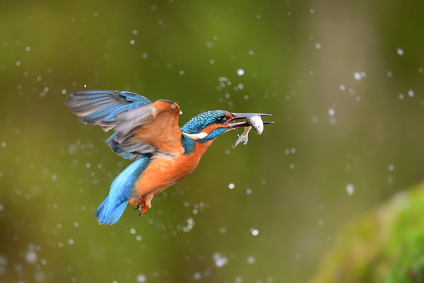 Eisvogel Männchen