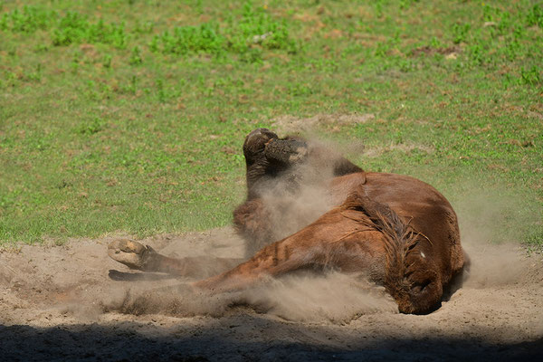 Wisent