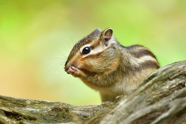Sibirisches Streifenhörnchen
