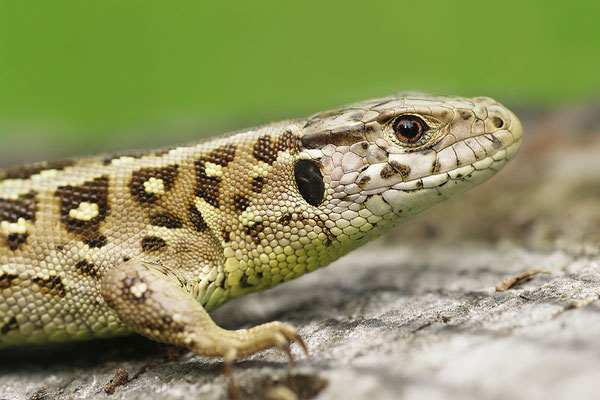 Zauneidechse Weibchen Kopfportrait