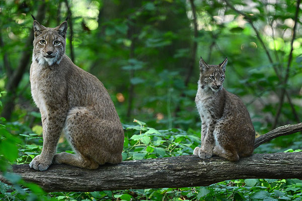 Jungluchs mit Mutter, Tierpark Gangelt