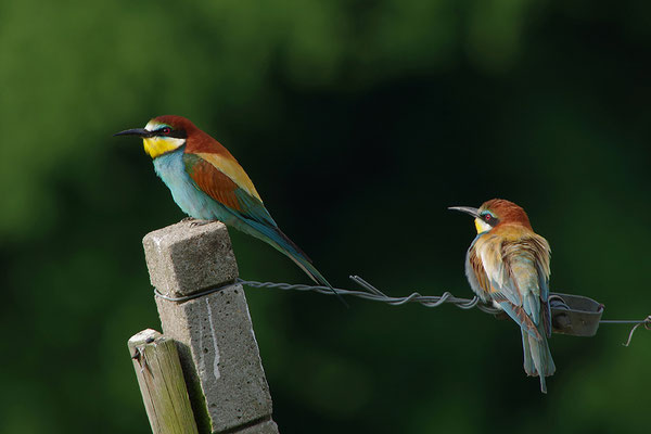 Bienenfresser Paar
