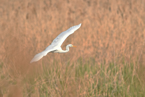 Silberreiher im Flug