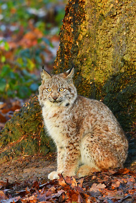 Luchs Jungtier