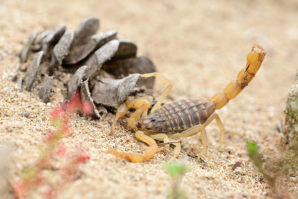 Gemeiner Skorpion