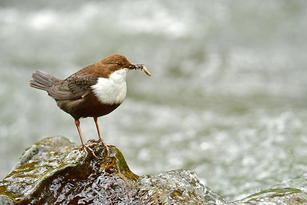 Wasseramsel