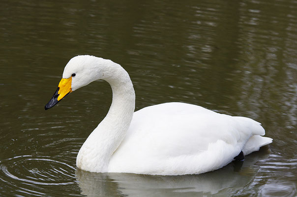 Singschwan