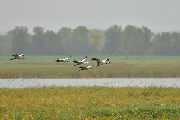 Kraniche im Flug