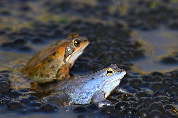 Moorfrosch mit Grasfrosch