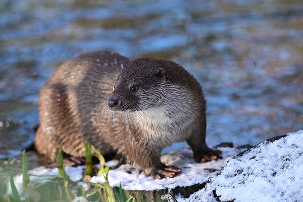 Fischotter