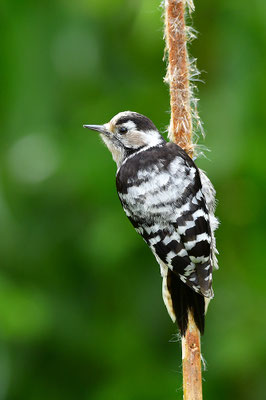 Kleinspecht Jungvogel