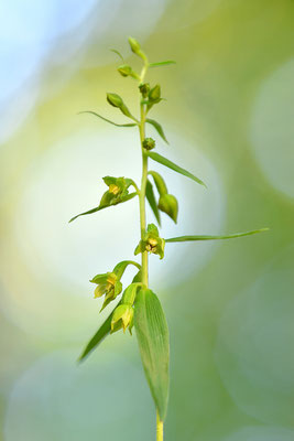 Schmallippige Stendelwurz Detail