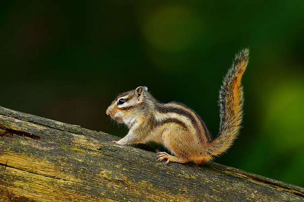 Sibirisches Streifenhörnchen