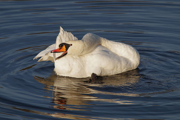 Höckerschwan