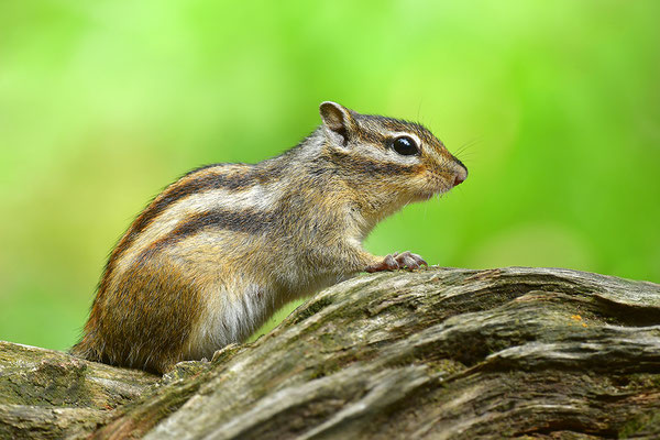Sibirisches Streifenhörnchen