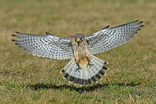 Turmfalke im Anflug