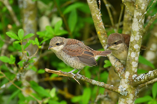 Neuntöter Jungvögel