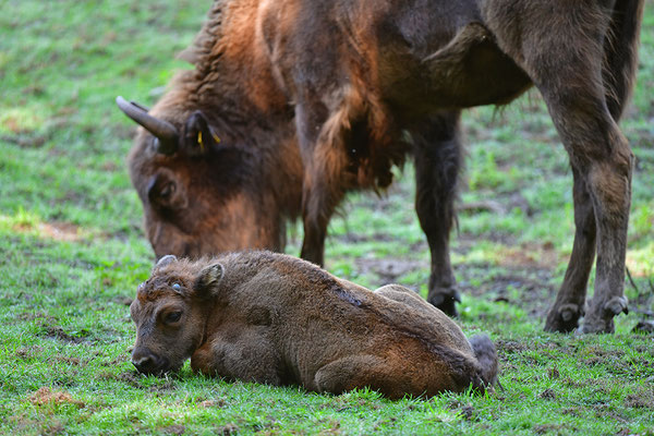 Wisent Jungtier