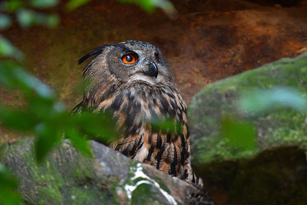 Uhu, Nationalpark Bayrischer Wald Tierfreigelände Neuschönau