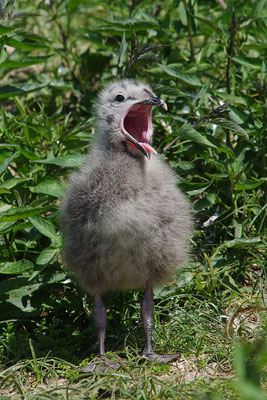 Heringsmöwe Jungvogel