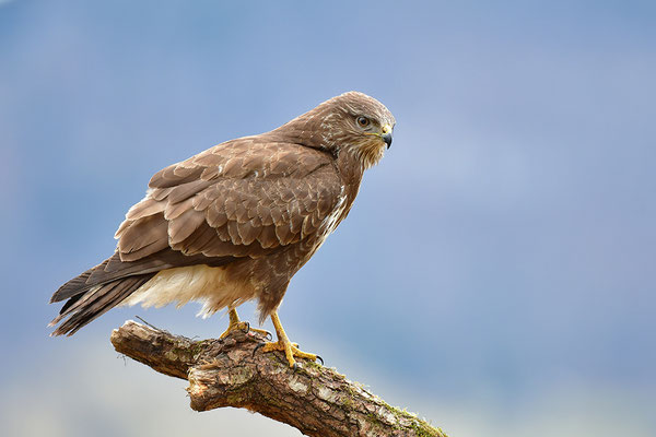 Mäusebussard
