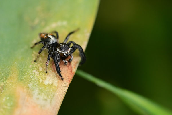 Springspinne