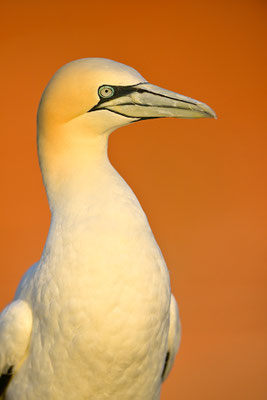 Basstölpel
