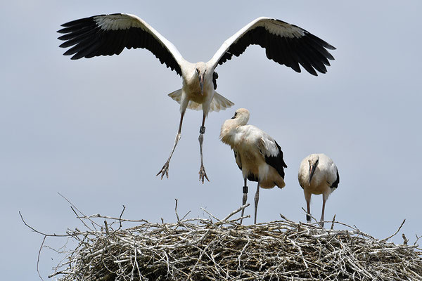 Weißstorch Jungvögel am Nest