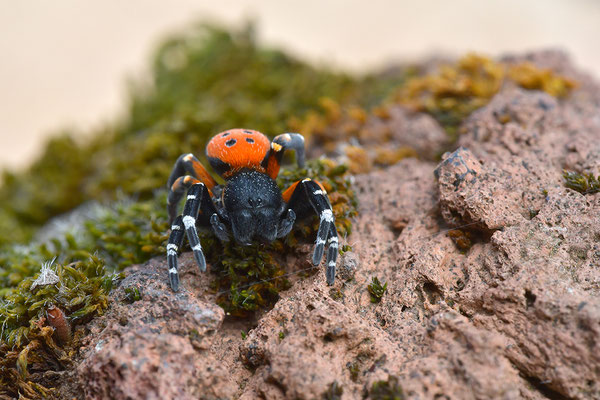 Rote Röhrenspinne, Männchen