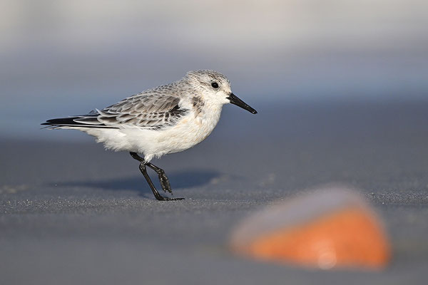 Sanderling