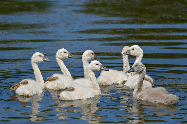 Höckerschwan Jungvögel