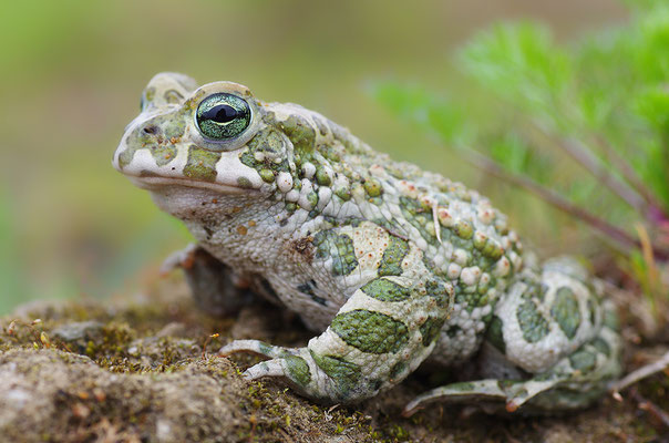 Wechselkröte
