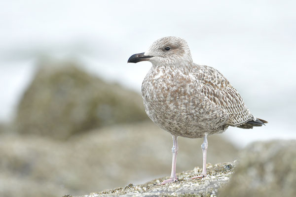 Silbermöwe diesjähriger Jungvogel