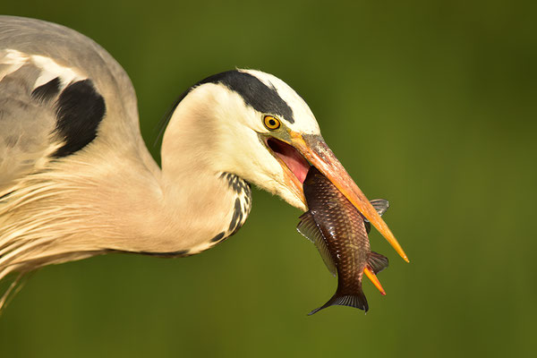 Graureiher mit Fisch
