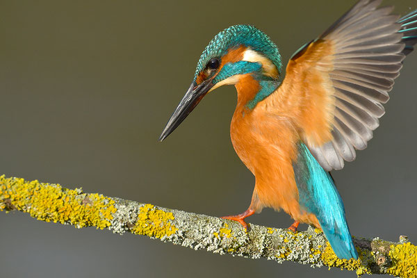 Eisvogel