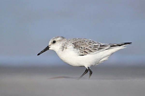 Sanderling