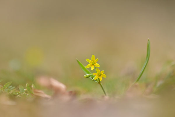 Waldgoldstern