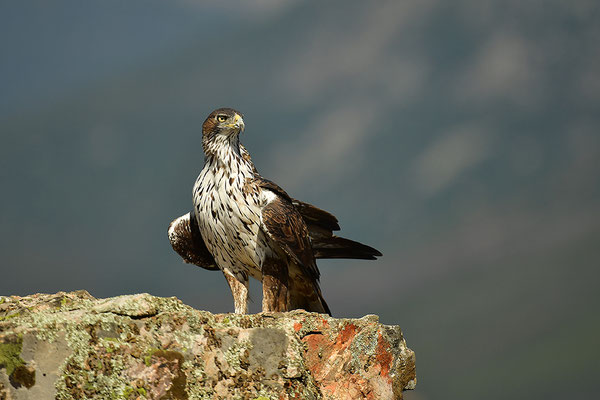 Habichtsadler