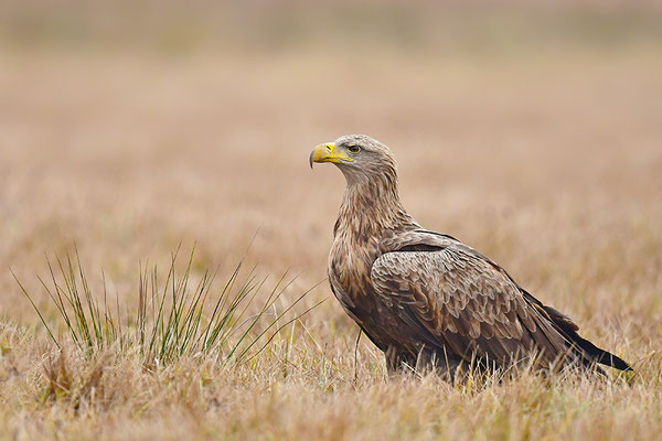 Seeadler