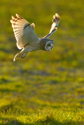 Sumpfohreule im Flug