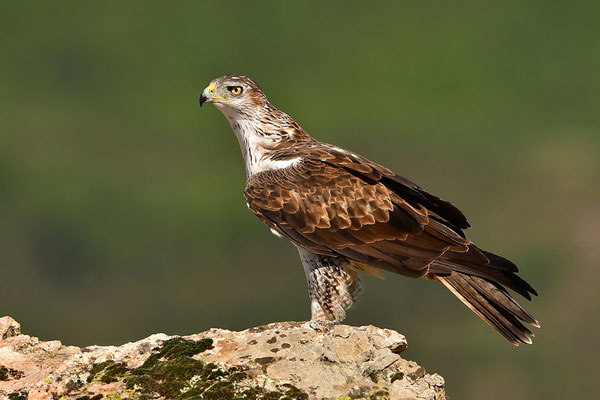 Habichtsadler