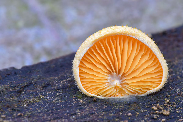 Orangeseitling
