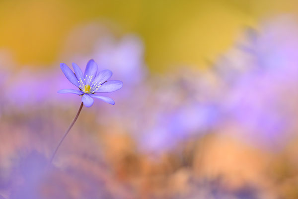 Leberblümchen